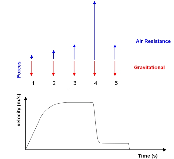Velocity-time graph and force vectors for a skydiver